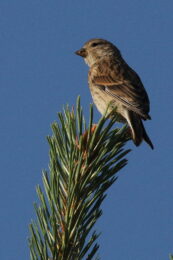 New species in the Hinterland