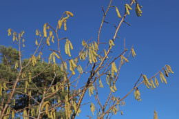 Hinterland Hazel