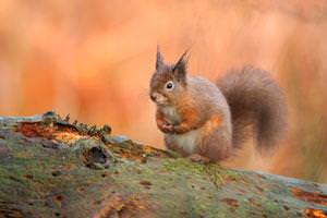 red squirrel