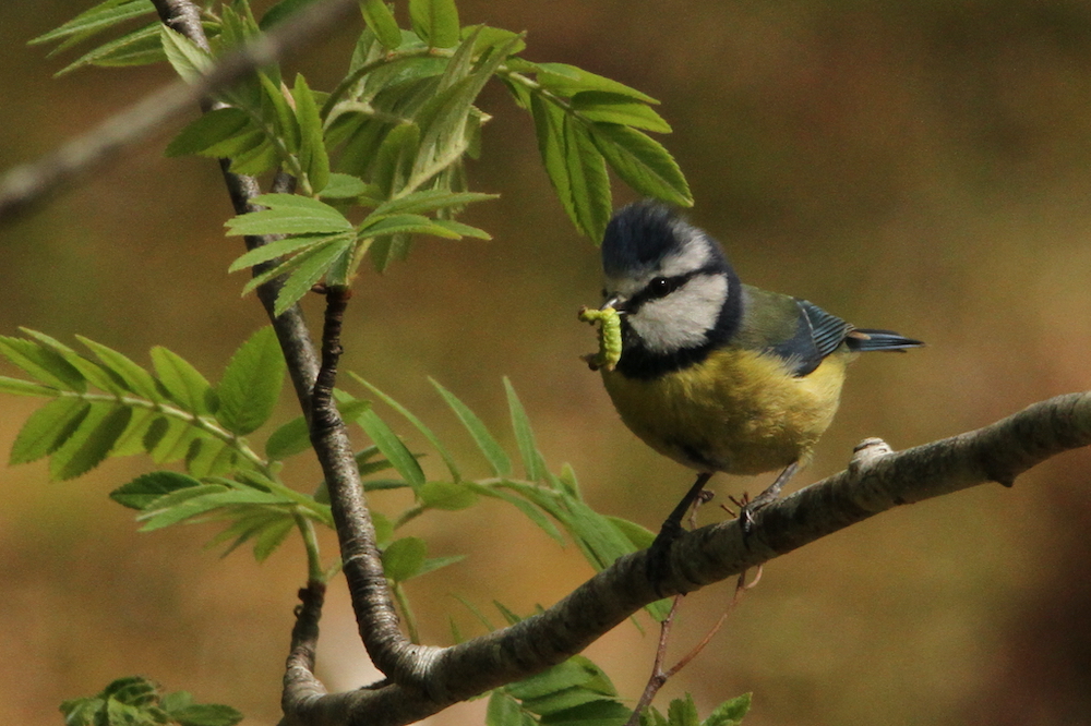 The UK's most spectacular winter bird flocks - Discover Wildlife