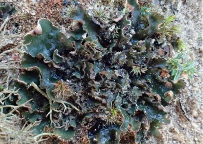 Endangered Felt Lichen. H.Paul