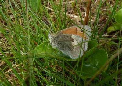 Small heather butterfly. S.Reed