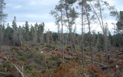 From Tree to Carpentry – Creating the New Sanctuary Benches