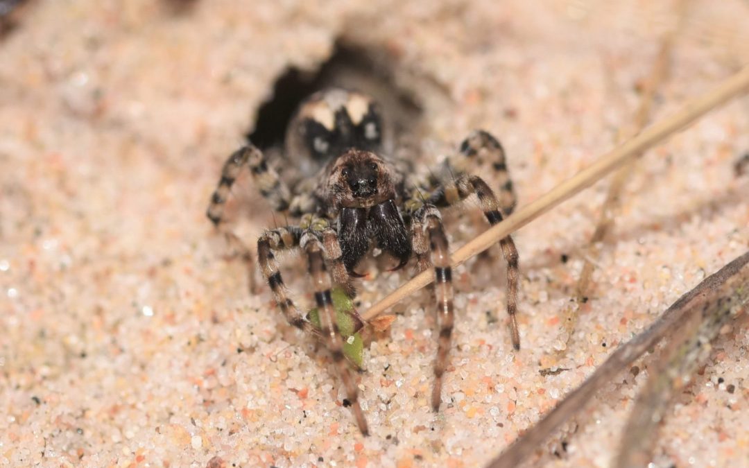 Eco Theater on the Hinterland – From Ecosystem Threat to Co-creation