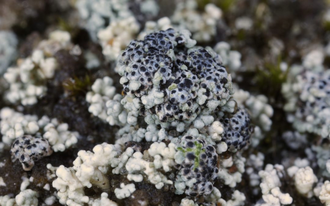 CWA Conference Networking Opportunity 