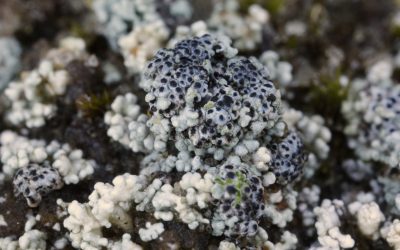 CWA Conference Networking Opportunity 