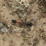 Red-banded sand wasp (Ammophila sabulosa) Alan Watson Featherstone