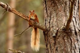 Red squirrel (Sciurus vulgaris) on the branch of a Scots pine tree (Pinus sylvestris), Findhorn Hinterland