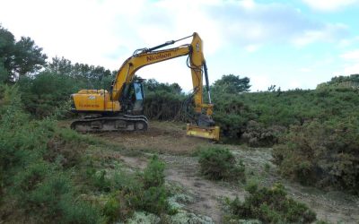 Dune Restoration Update