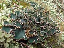 Damp Peltigera malacea at Findhorn with Cladonia sp.