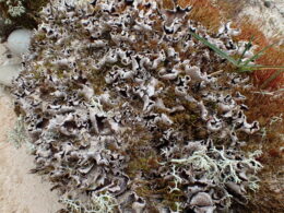 Dry curled up brown Peltigera malacea with mottled underside.