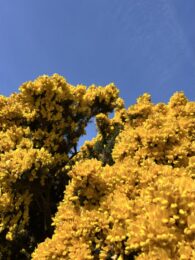 Gorse in bloom, blue sky