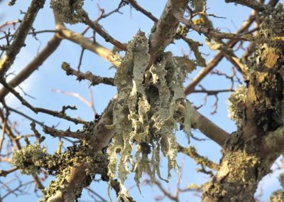 Ramalina-fraxinea-on-hawthorn