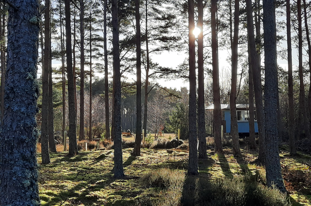 Wilkies Wood. S.Reed