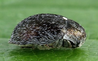 HInterland Beetle Survey