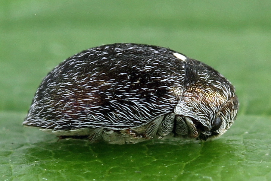 HInterland Beetle Survey