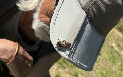 Stories from the Land : Summer Solstice 2026