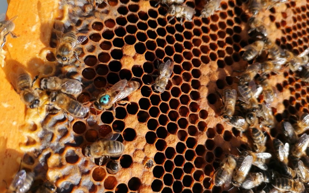 Honey bees on a honeycomb