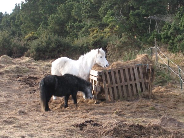Ponies