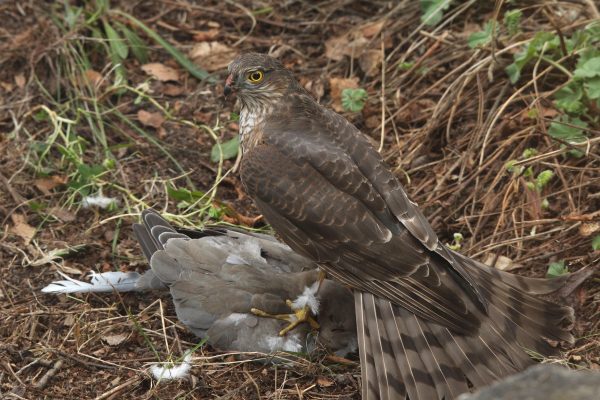 Female sparrowhawk with a collared dove (Streptopelia decaocto) she caught outside my house in April 2026