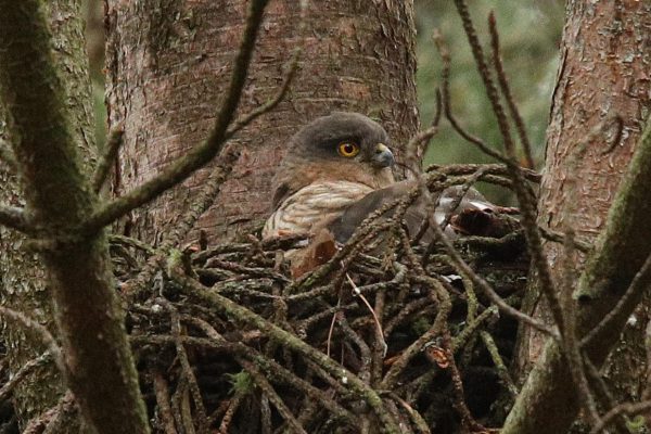 Female sparrowhawk brooding eggs in her nest in a pine tree on the Hinterland in the last week of June 2026