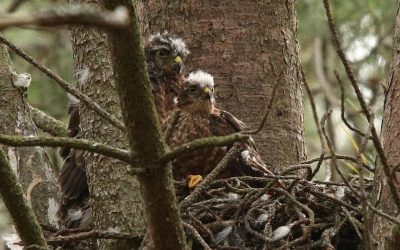 Sparrowhawks on the Findhorn Hinterland