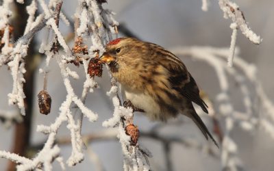 The Hinterland’s first Bird Survey