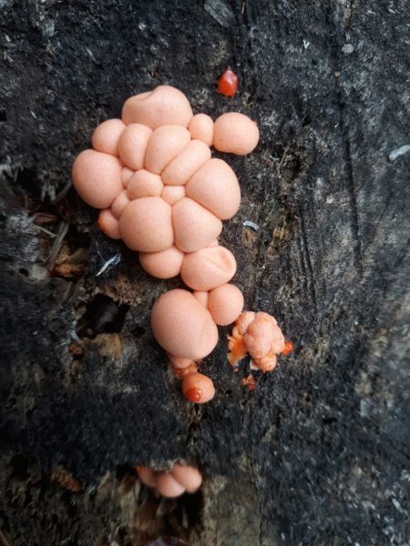 Slime mould on tree
