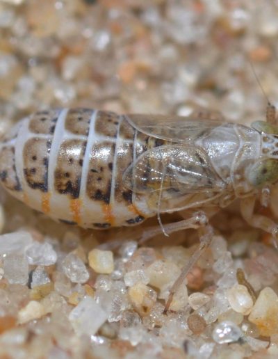 Gravesteiniella boldi