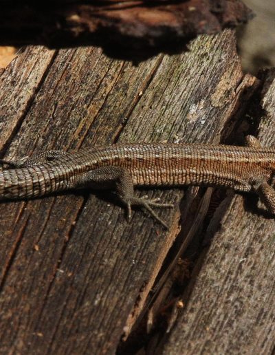 Common lizard (Zootoca vivipara) on an old Scots pine log (Pinus sylvestris), Findhorn Hinterland