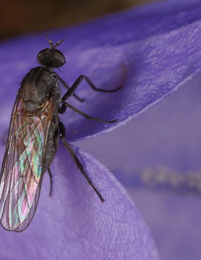 Female dance fly (Hilara scrobiculata) (Empididae) on the flower of a harebell (Campanula rotundifolia), Findhorn Hinterland