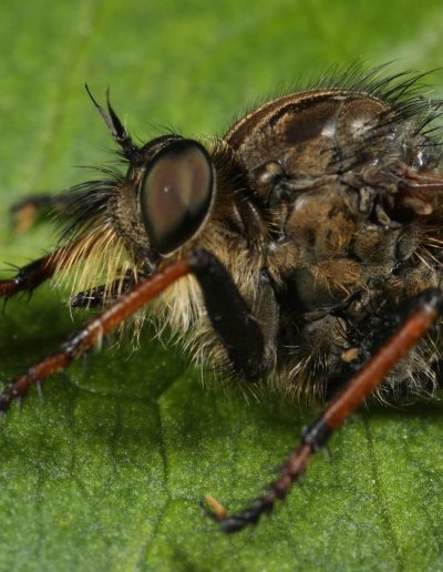 Pied-winged robberfly (Pamponerus germanicus)