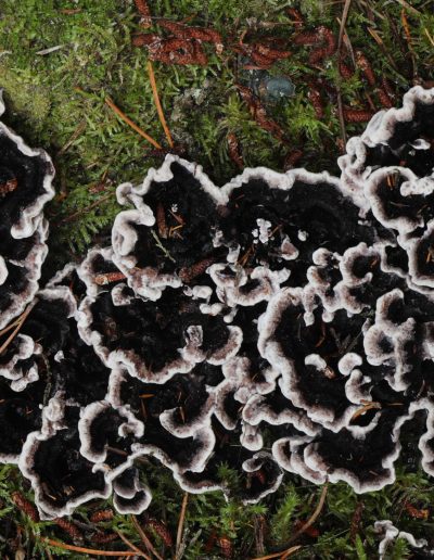 Grey tooth fungus (Phellodon melaleucus), Findhorn Hinterland