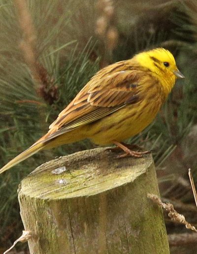 Yellowhammer (Emberiza citrinella) on a fence post, Findhorn Hinterland