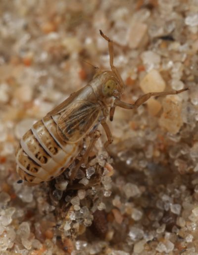 Planthopper (Muirodelphax aubei), Findhorn Hinterland