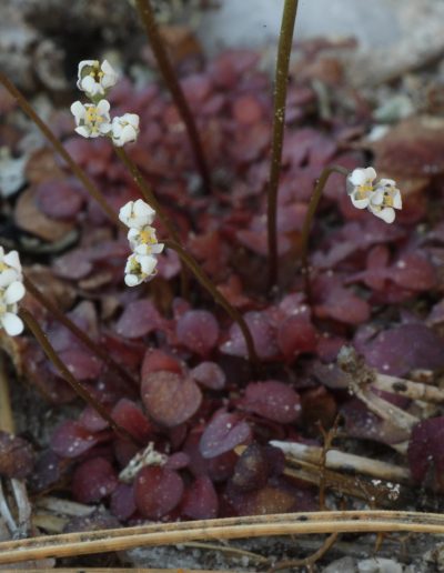 Shepherd's cress (Teesdalia nudicaulis) in flower in the dune heath, Findhorn Hinterland
