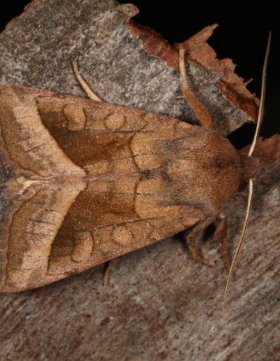 Rosy rustic moth (Hydraecia micacea), Findhorn Hinterland