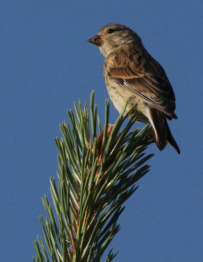Female linnet (Linaria cannabina) on the top of a small branch of a young Scots pine (Pinus sylvestris), Findhorn Hinterland