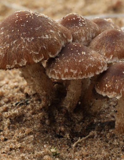 Brittlestem fungi (Psathyrella flexispora) on sand, Findhorn Hinterland