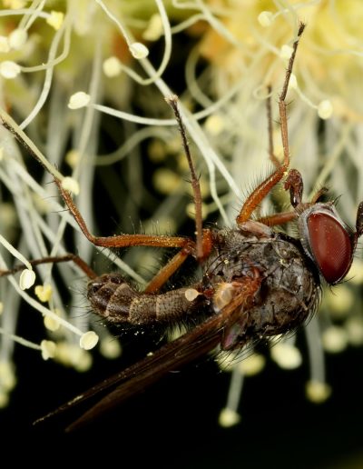Male fly (Pegomya deprimata) (Anthomyiidae) on a flower of a sweet chestnut tree (Castanea sativa), Findhorn Hinterland