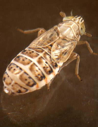 Leafhopper Gravesteiniella boldi found in a grass tussock Findhorn Hinterland
