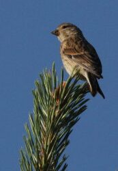 New species in the Hinterland